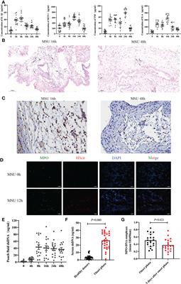 Neutrophil autophagy induced by monosodium urate crystals facilitates neutrophil extracellular traps formation and inflammation remission in gouty arthritis
